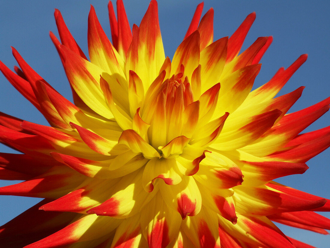 Dahlia flower (Dahlia 'Kenora Sunset')