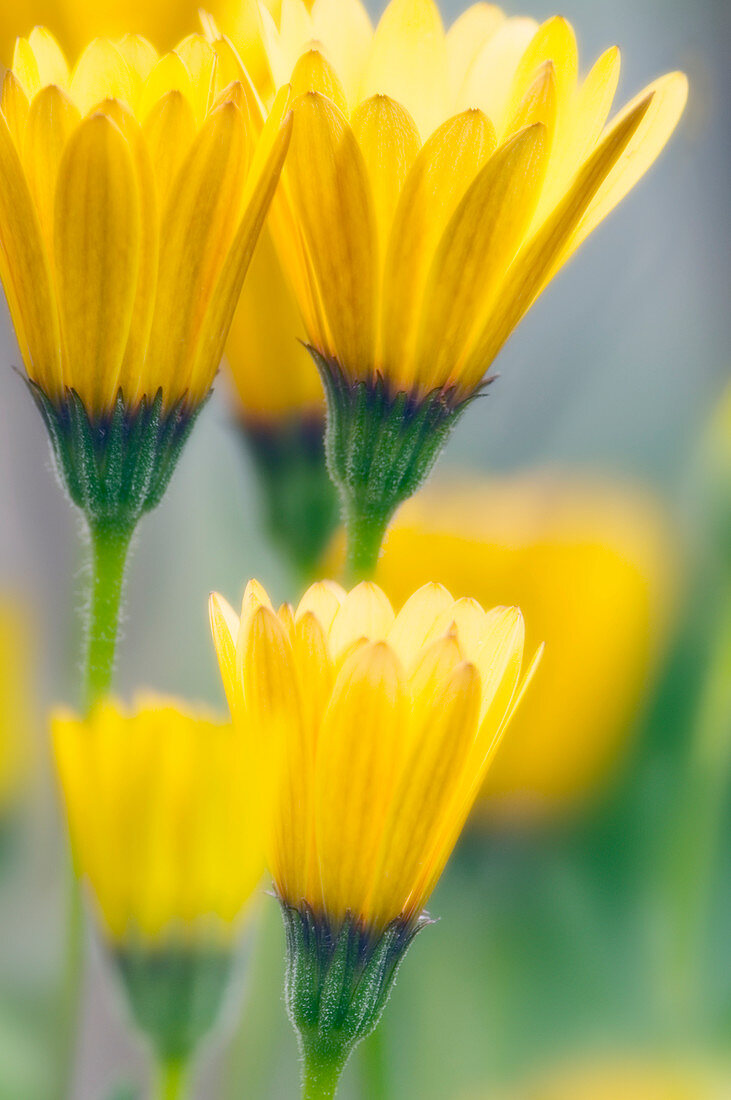 Afican daisies (Dimorphotheca sinuata)