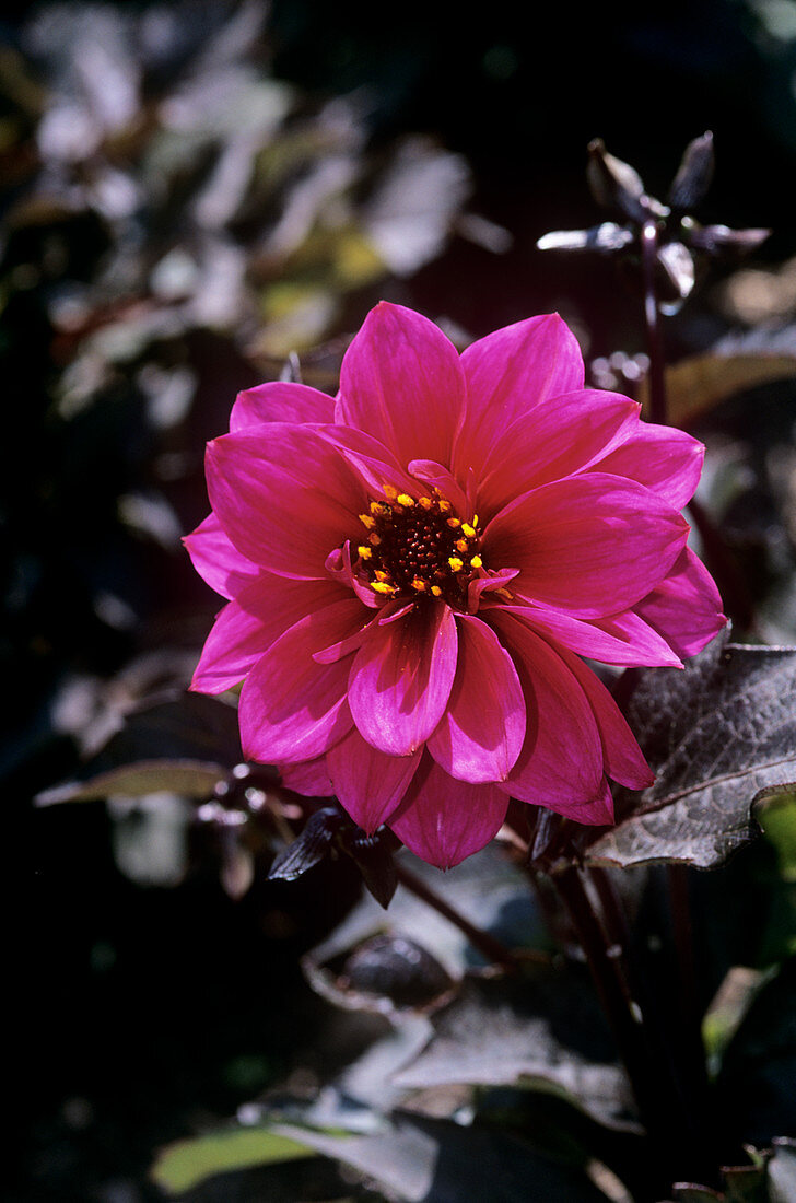 Dahlia (Dahlia 'Excentrique')