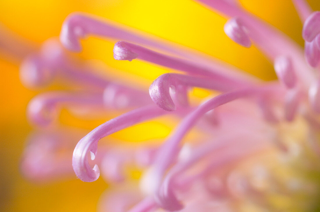 Spider chrysanthemum flair