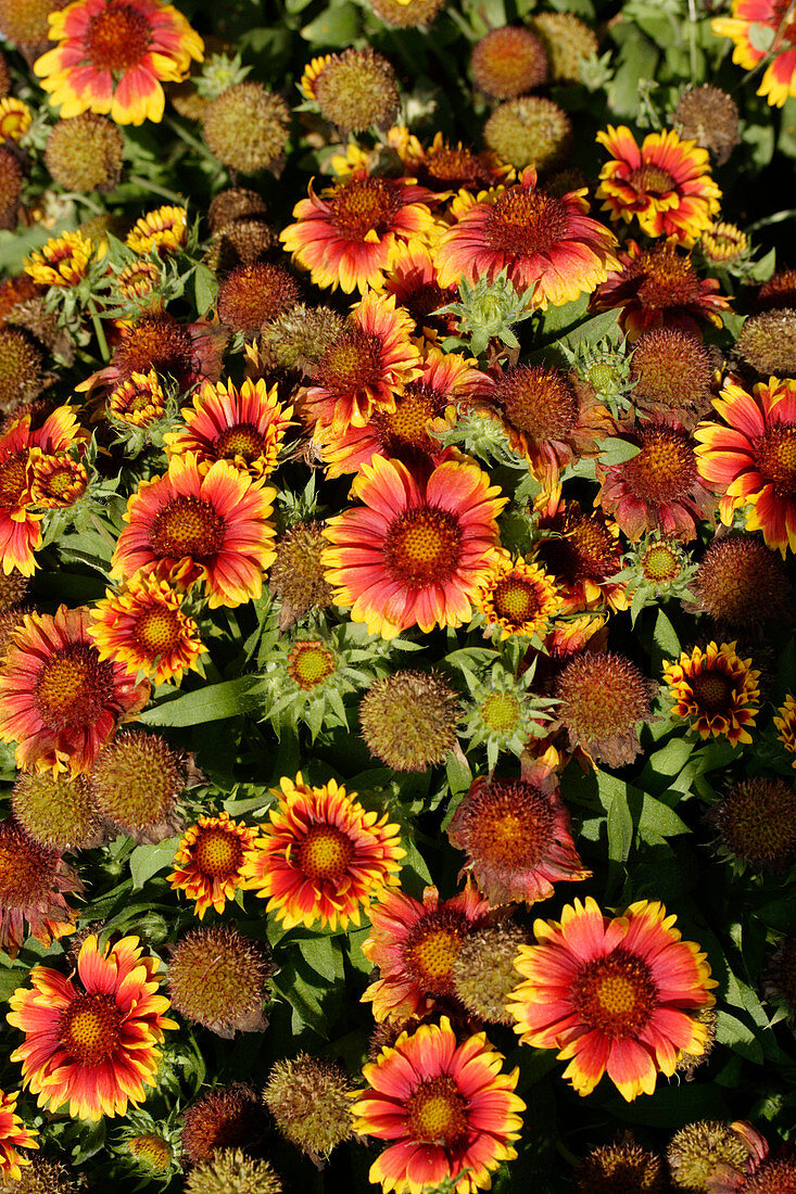 Blanket flower (Gaillardia 'Arizona Sun')