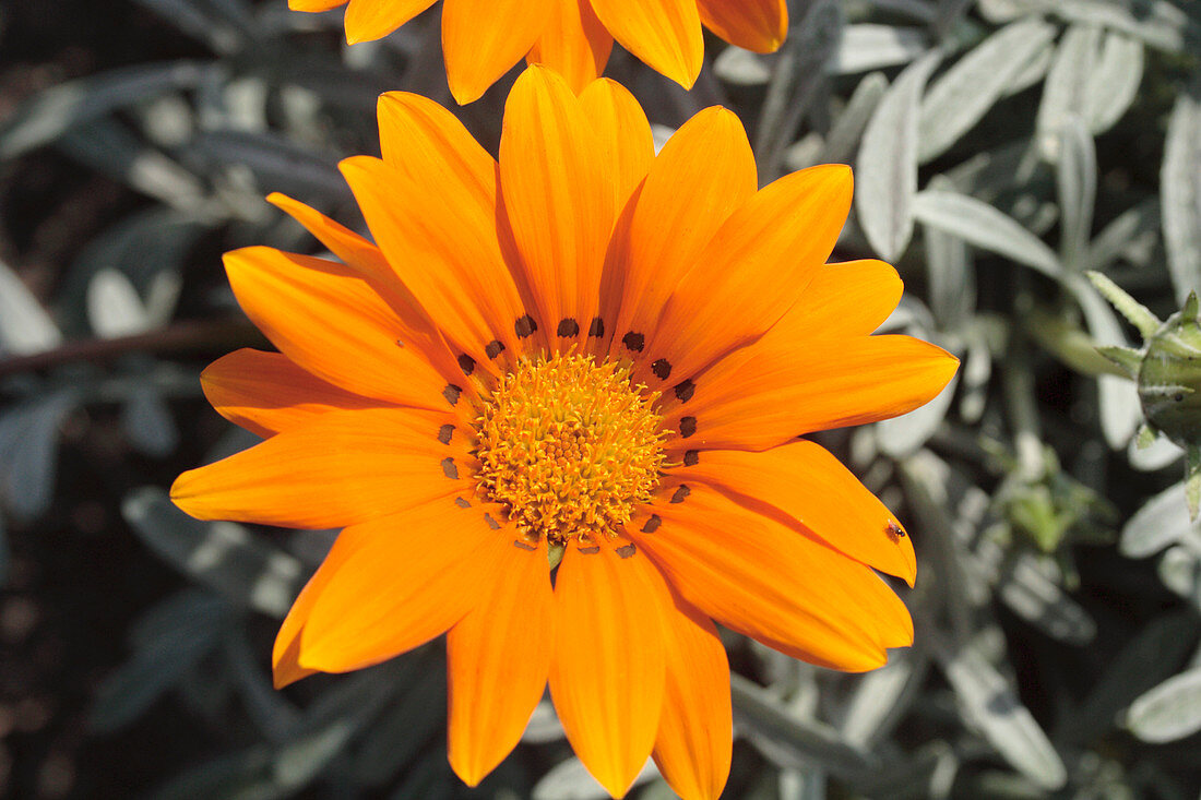 Treasure flower (Gazania 'Talent Orange')