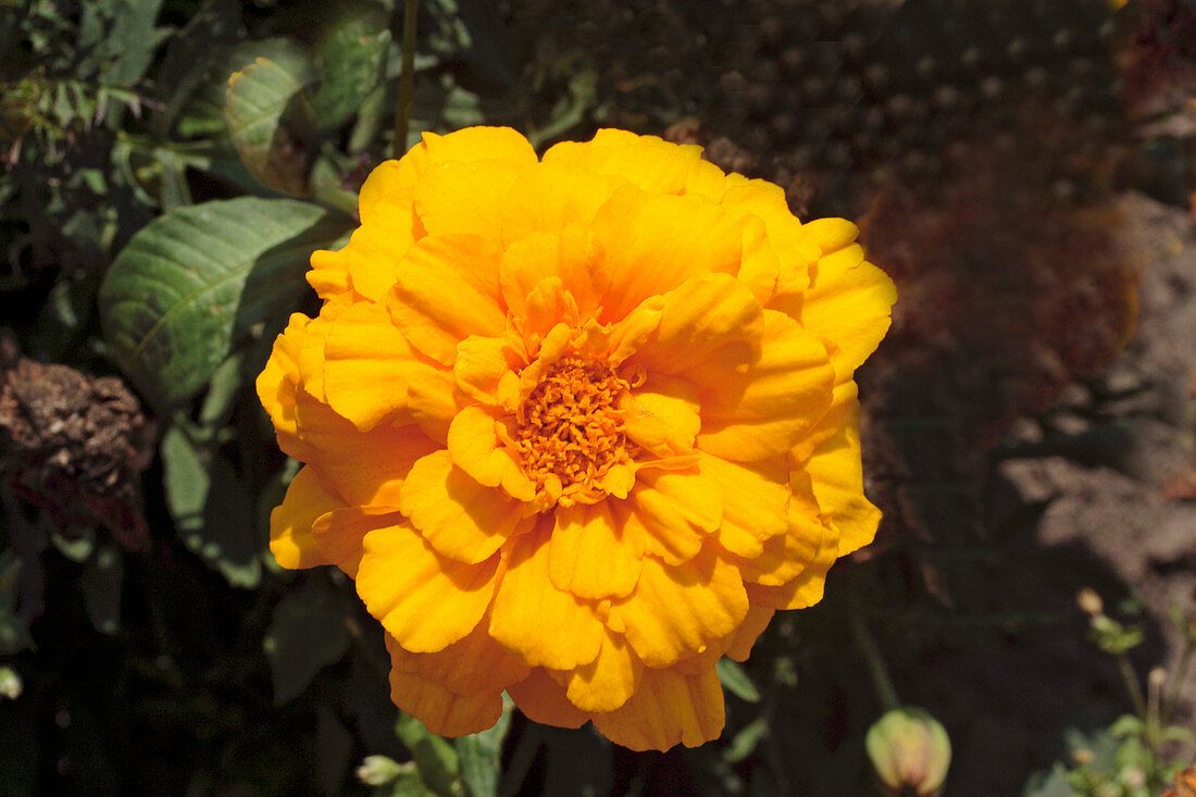 French marigold (Tagetes 'Durango Gold')