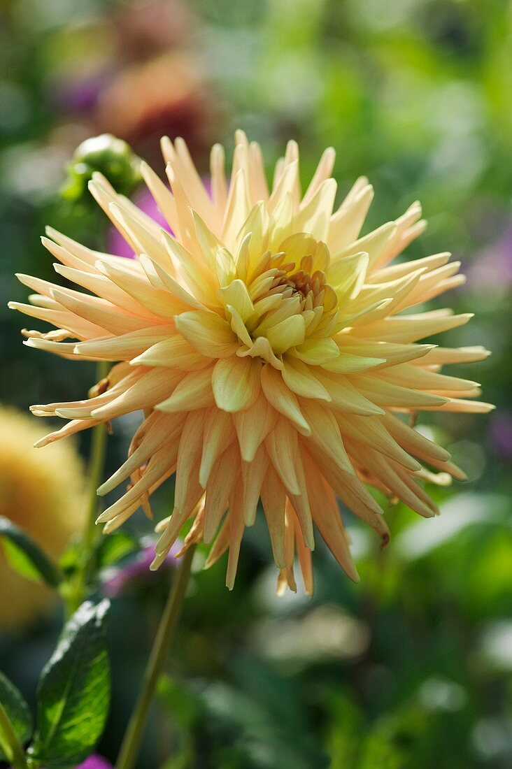 Dahlia flower (Dahlia sp.)