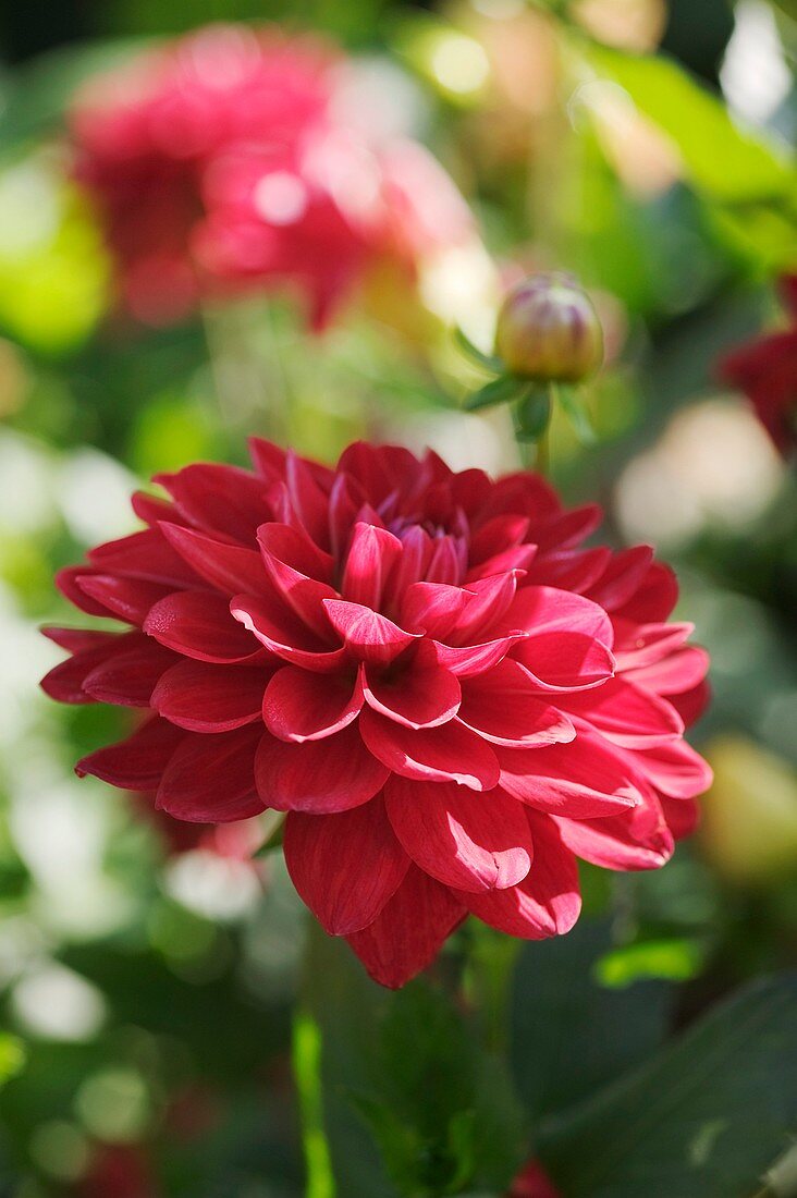 Dahlia flower (Dahlia sp.)