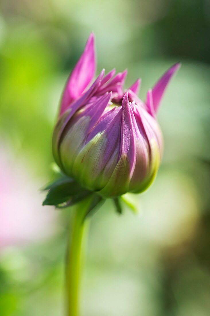 Dahlia flower (Dahlia sp.)