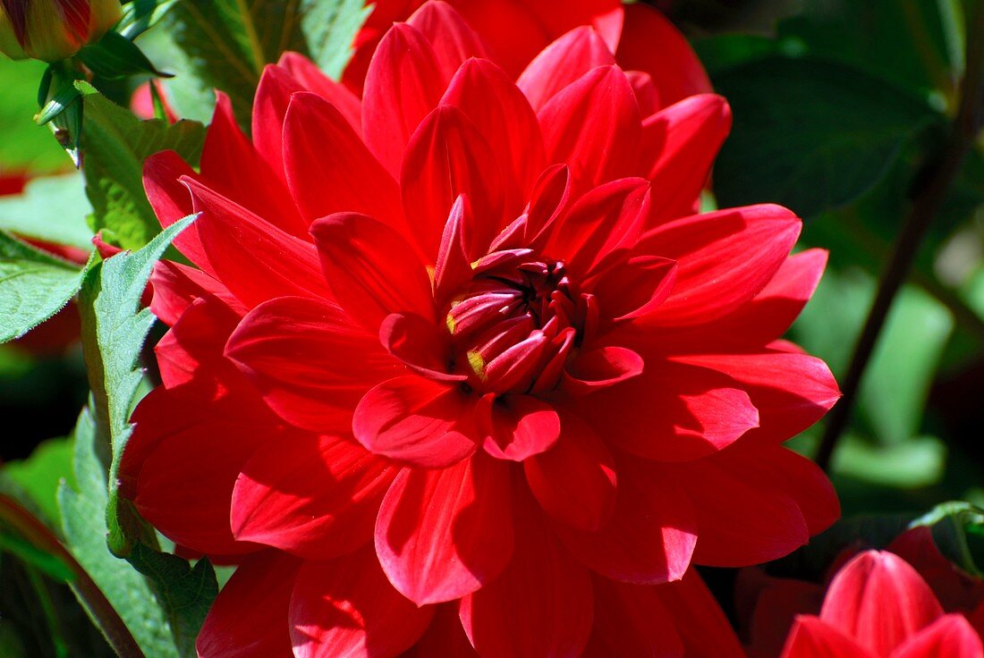 Dahlia 'Heatwave'