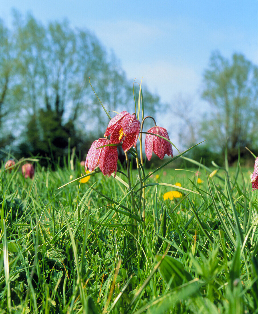 Fritillary flowers growing in a meadow