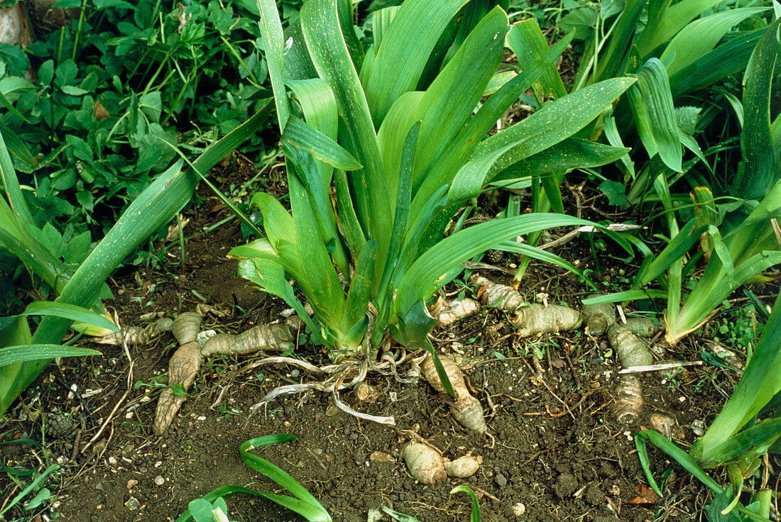 Rhizome and leaves of the iris plant