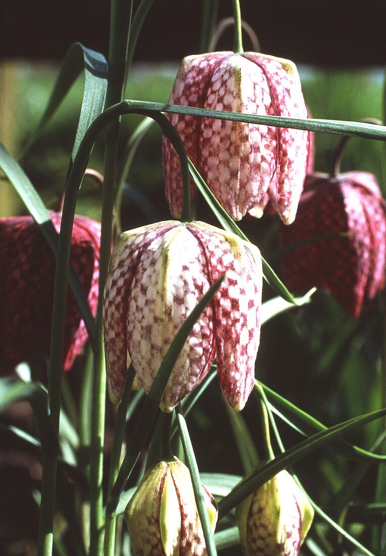 Snake's head fritillary