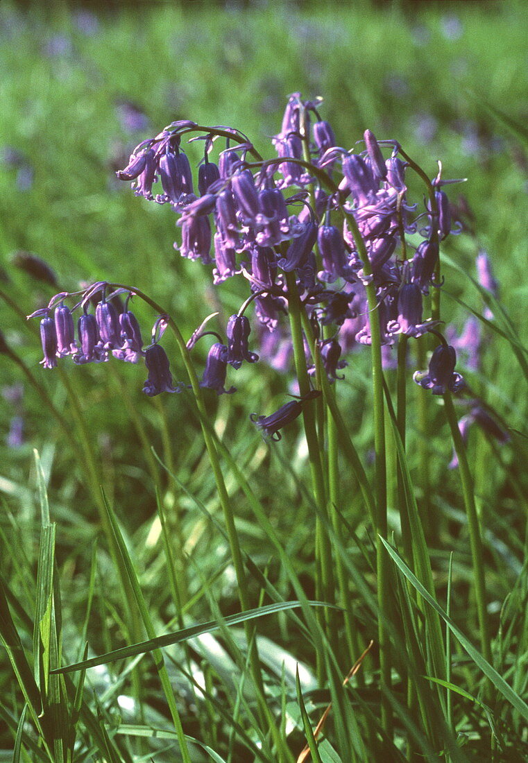 Bluebells