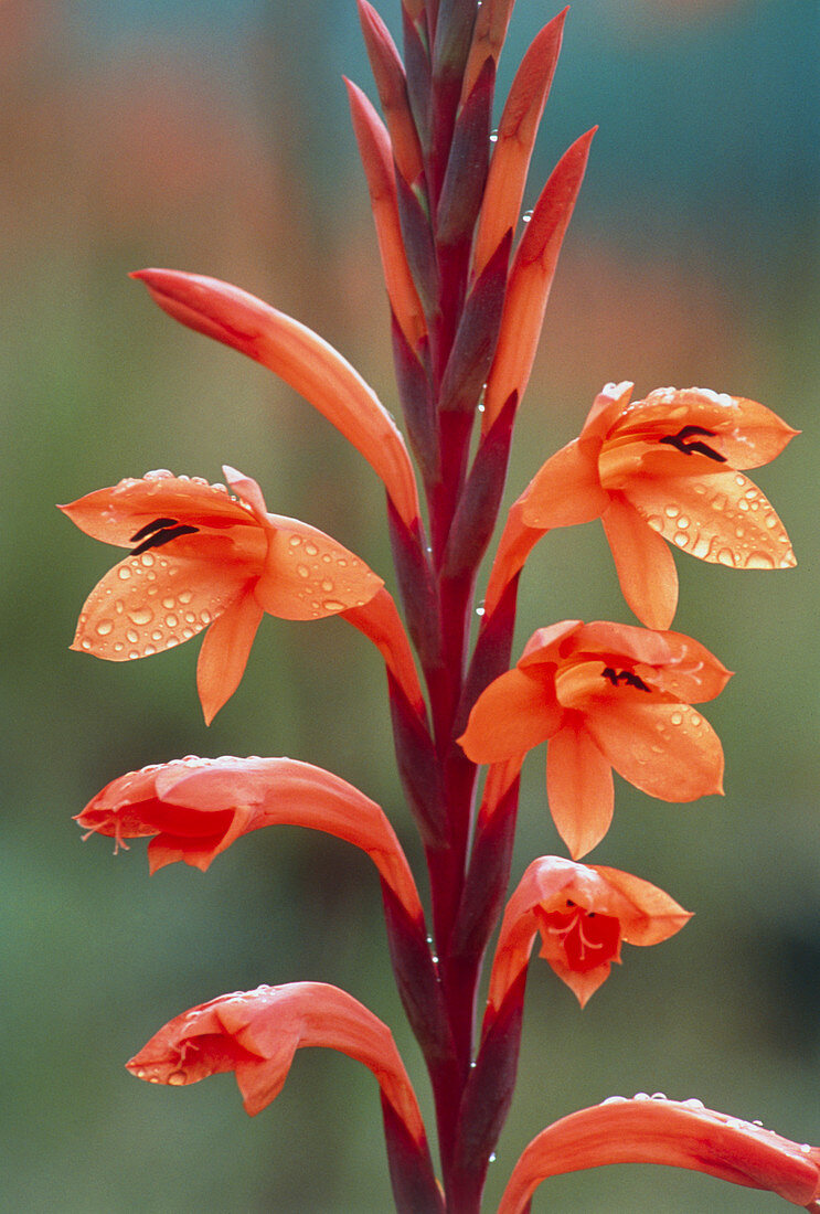 Red Watsonia flowers