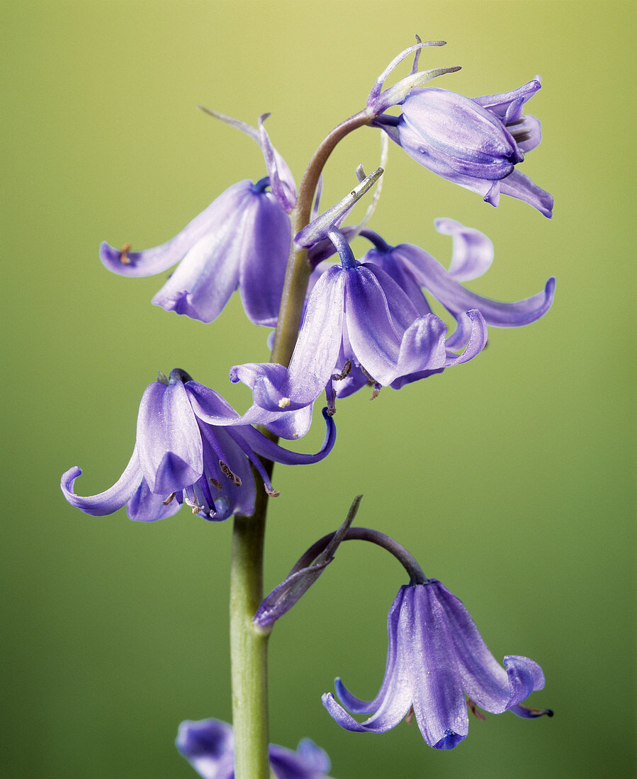 Spanish bluebell flower