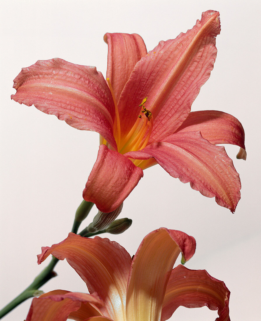 Day lily flowers