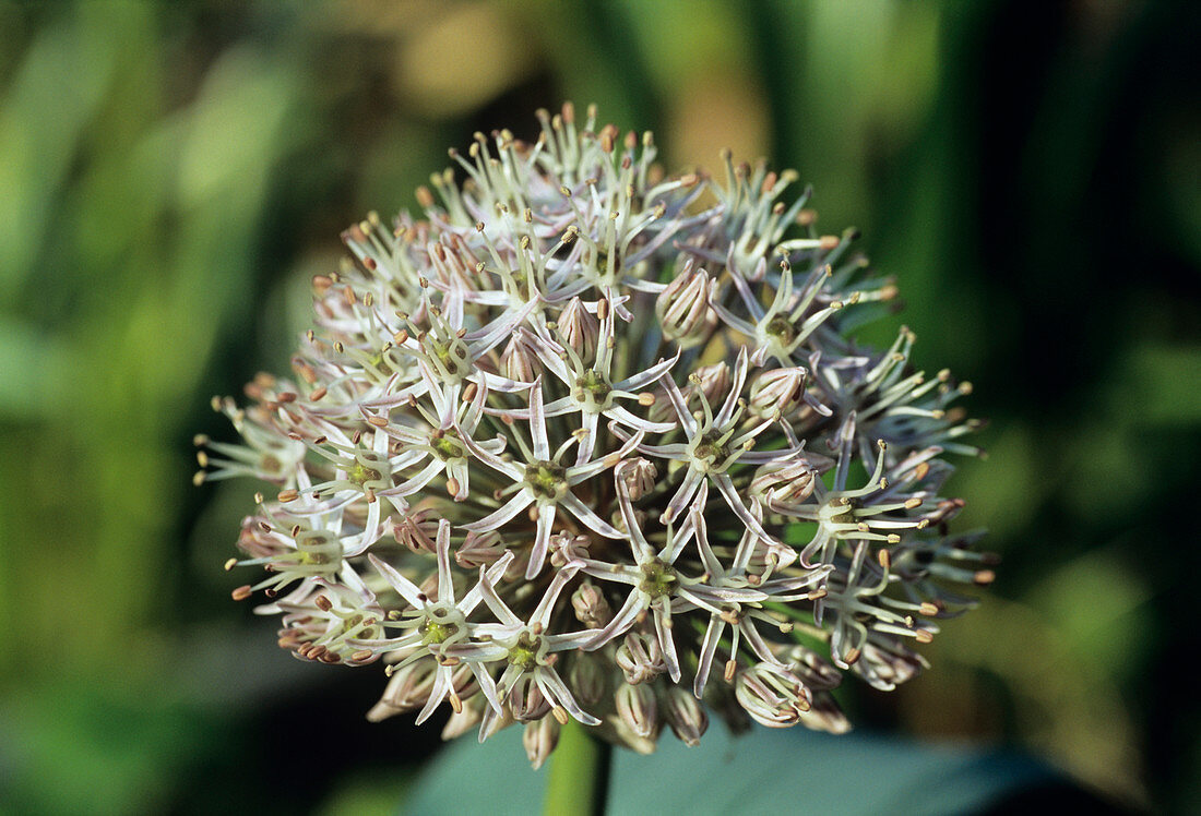 Ornamental onion flowers