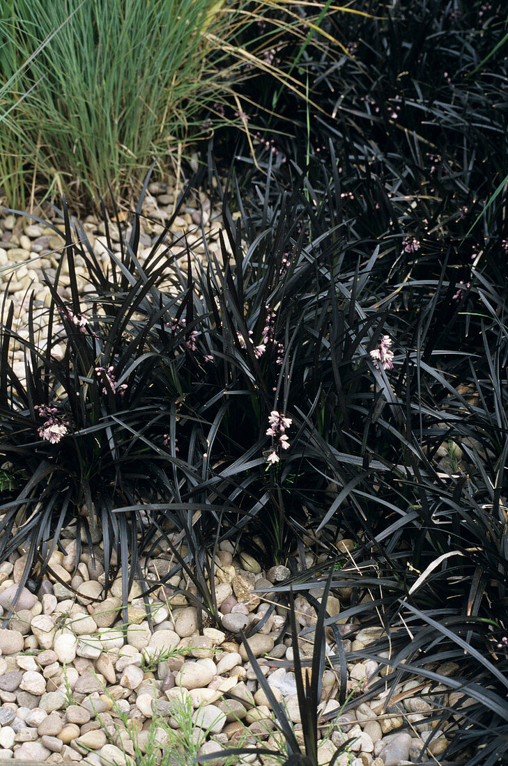 Lily turf plants