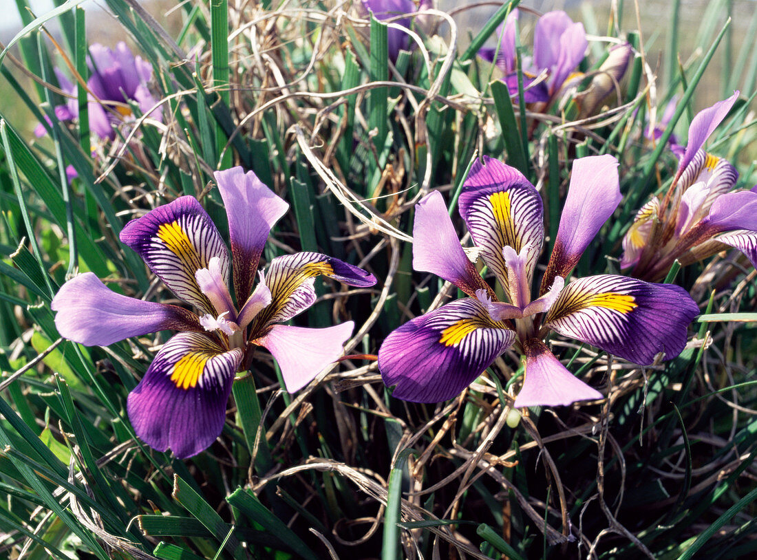 Cretan iris flowers