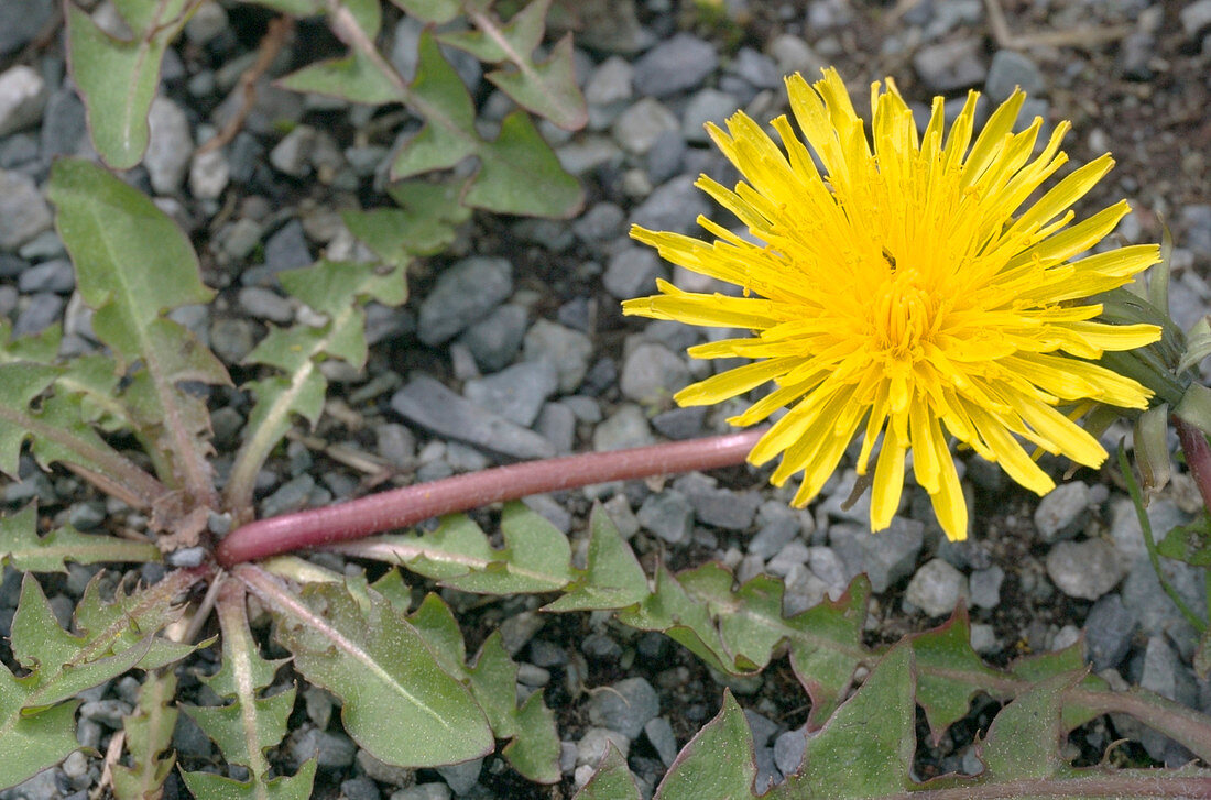 Dandelion (Taraxacum officinale)