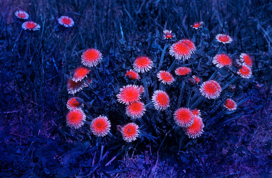 Dandelions in UV light