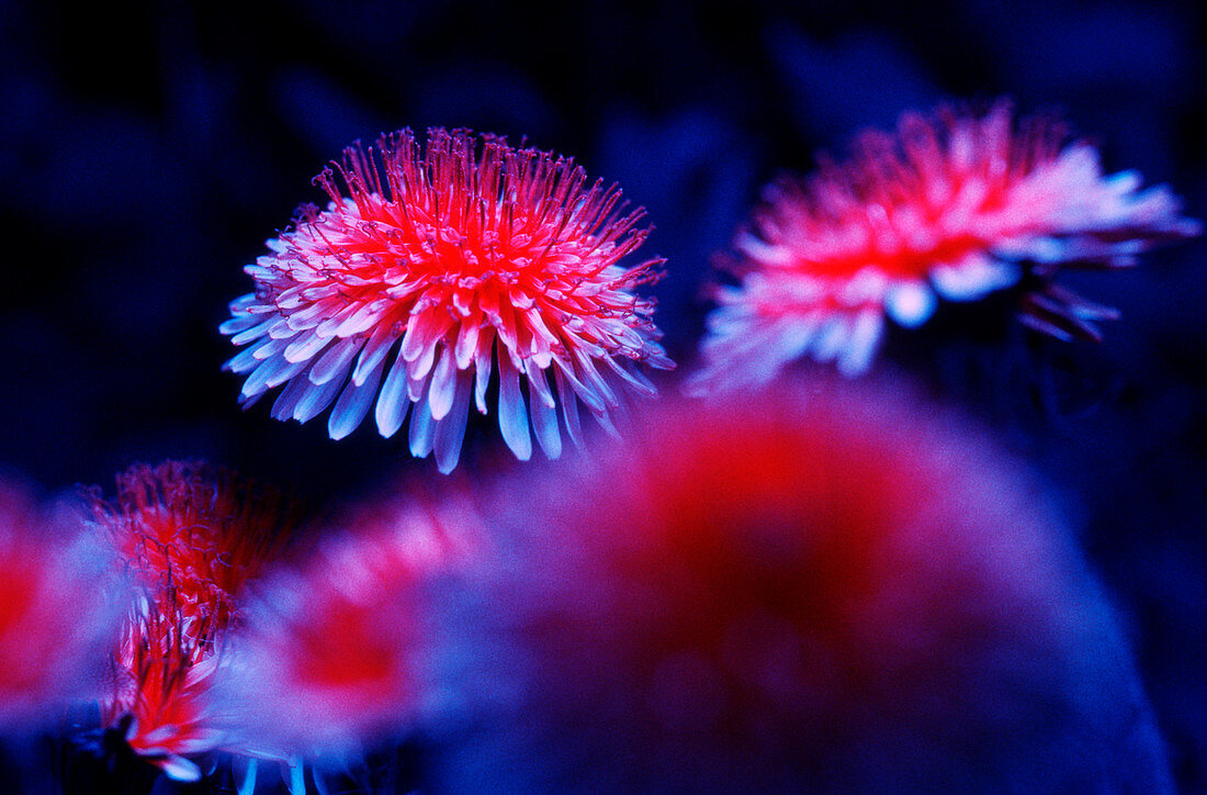 Dandelions in UV light