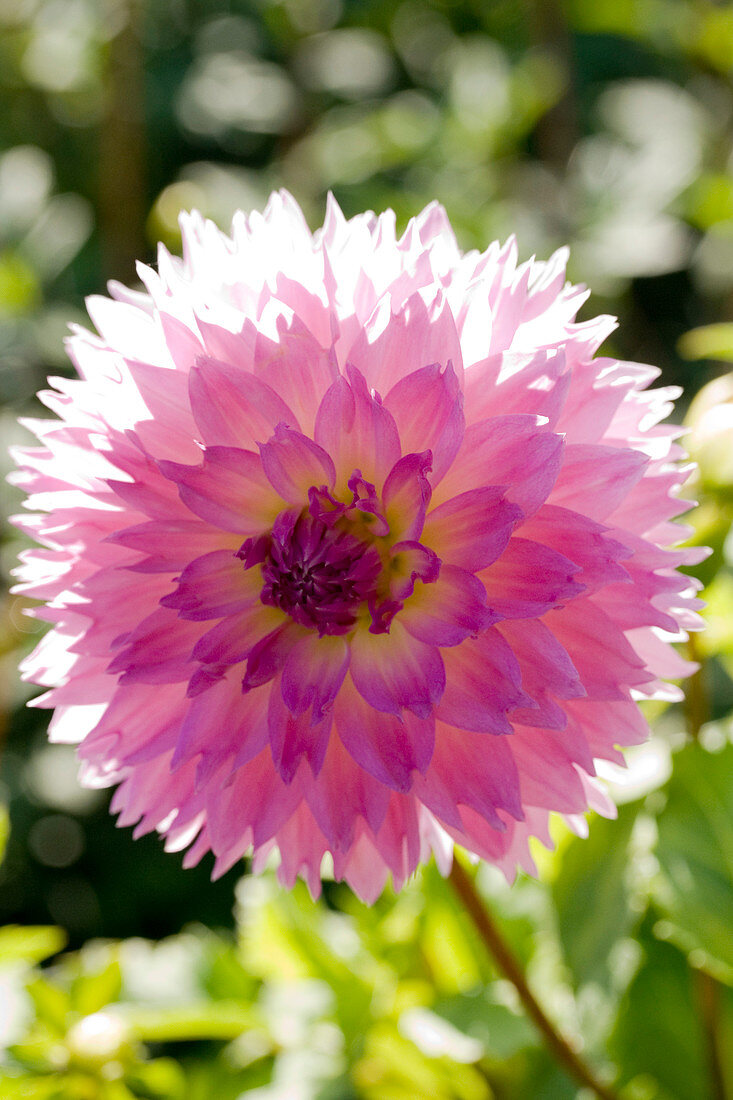 Dahlia x hortensis 'Sakura Fubuki'