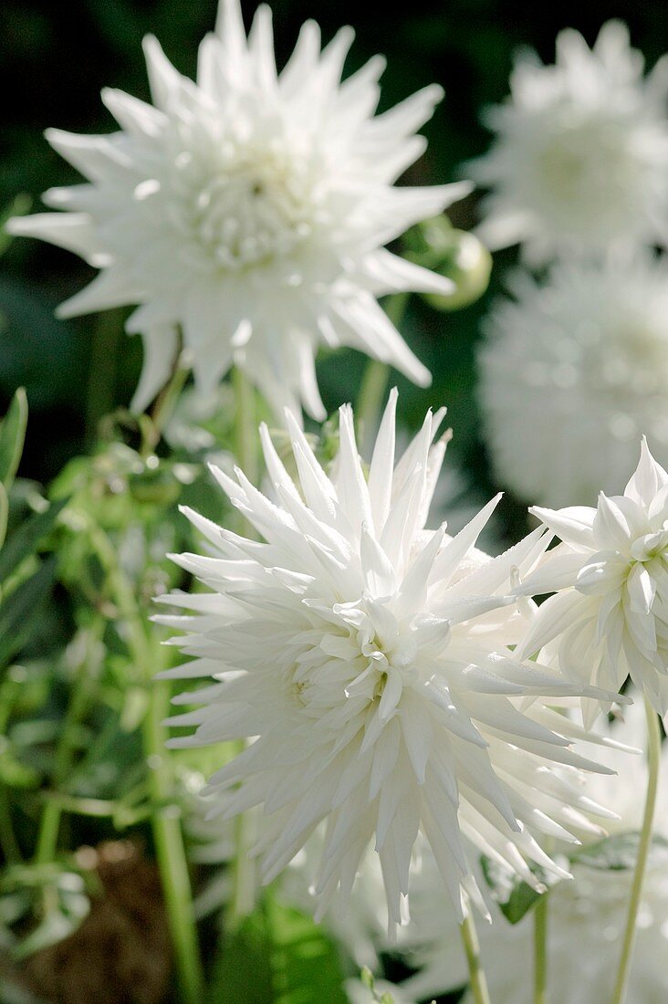 Dahlia flowers (Dahlia sp.)