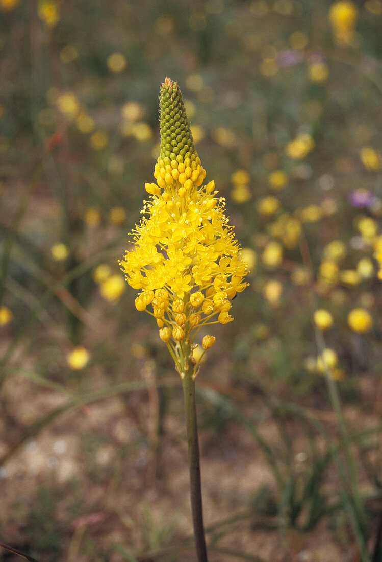 Marsh bulbinella flower