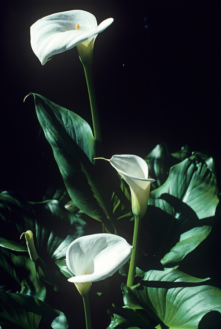 Arum lily flowers
