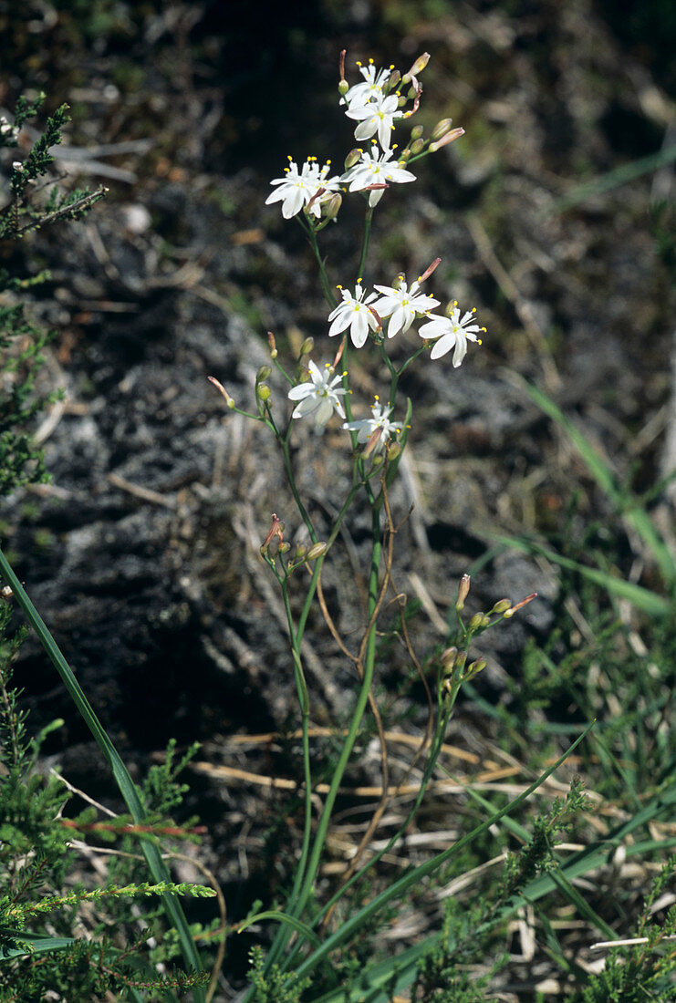 Kerry lily flowers (Simethis planifolia)
