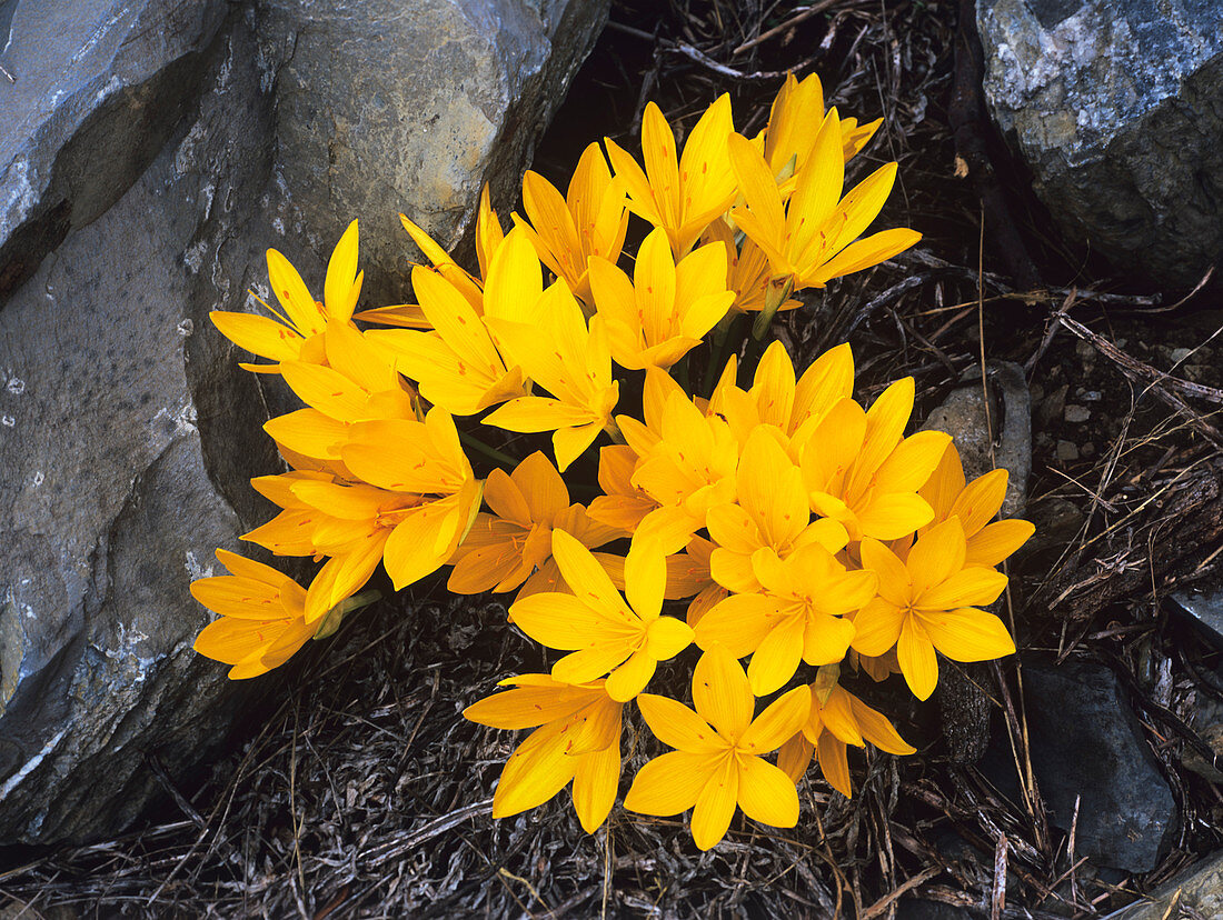 Winter daffodils (Sternbergia lutea)