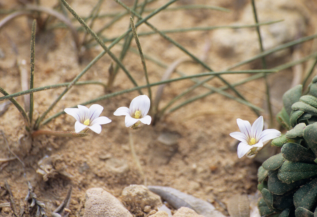 Romulea sp. flowers