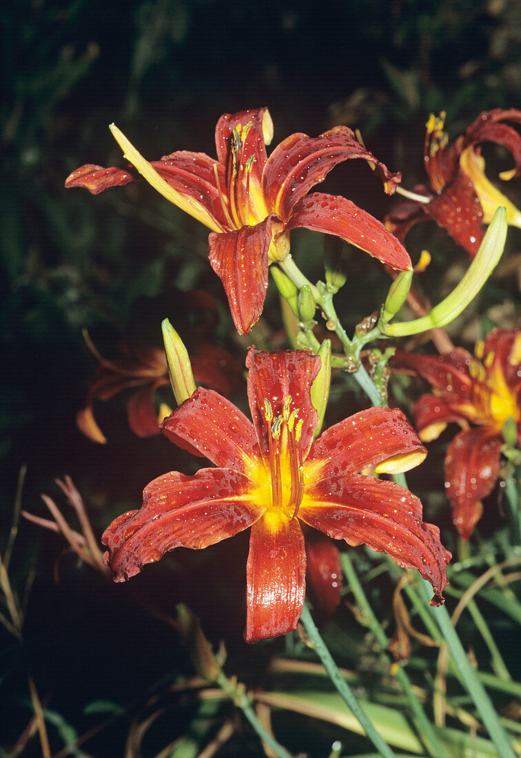 Hemerocallis 'Morrocco Red' flowers