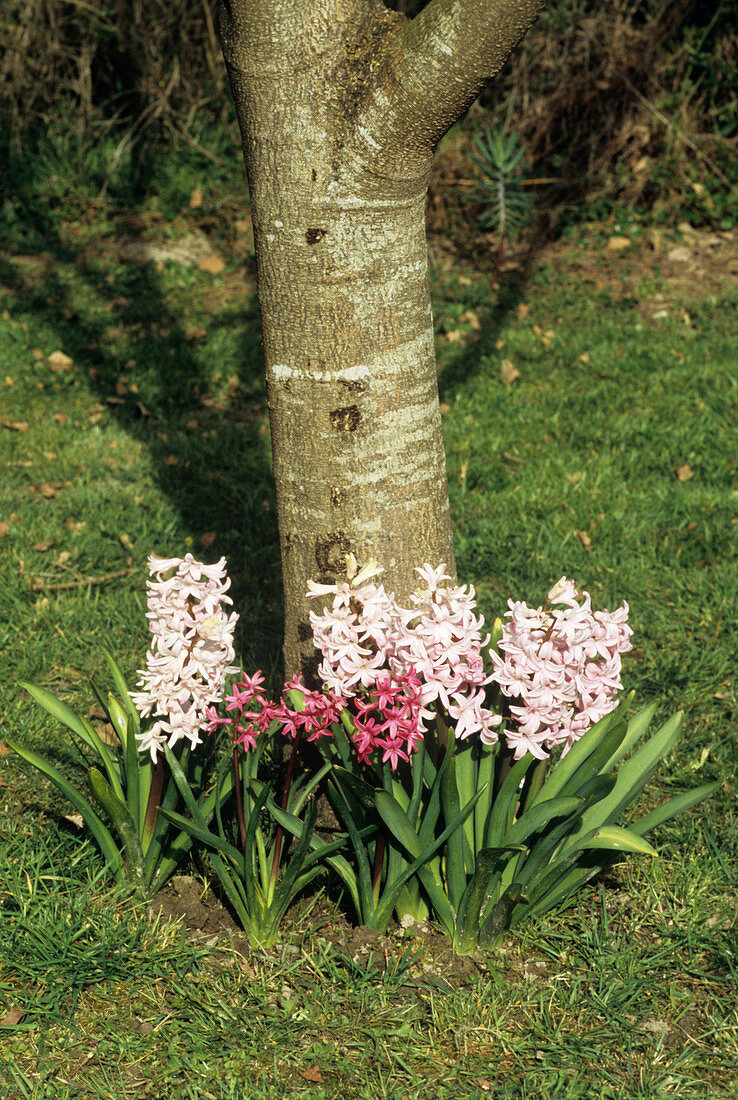 Hyacinth 'Pink Pearl' flowers
