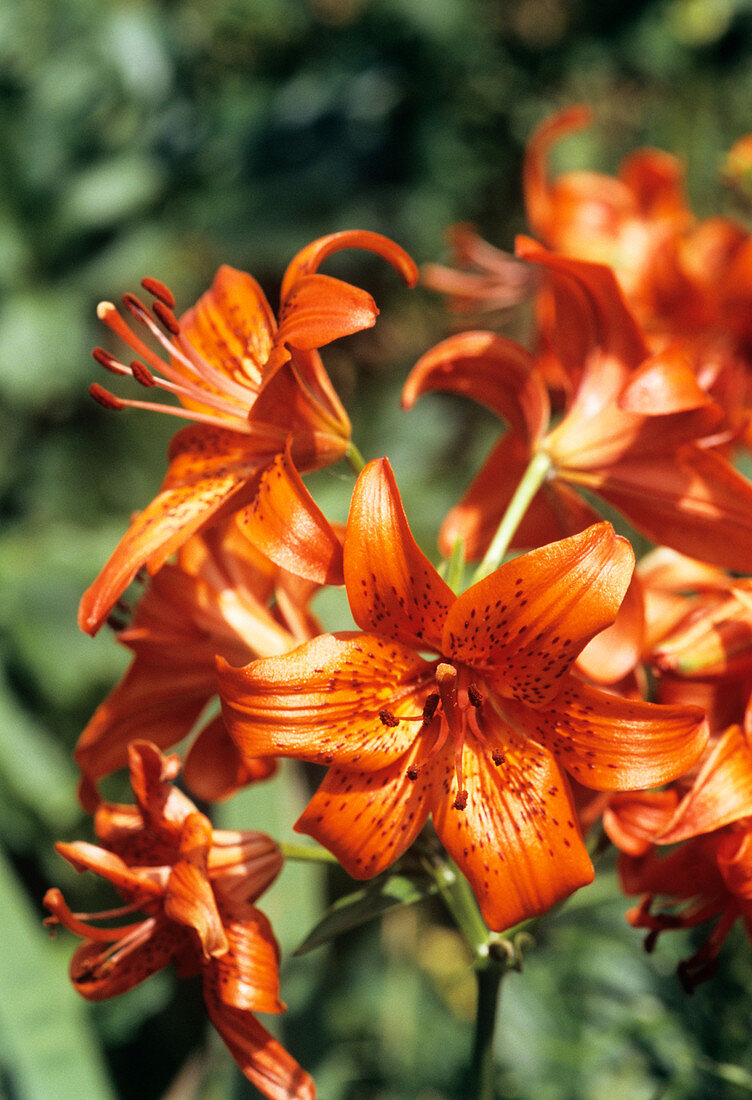 Tiger lily flowers