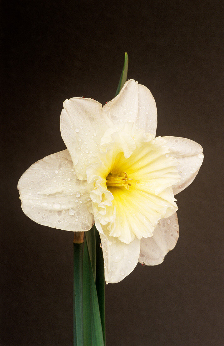 Daffodil 'Ice Follies' flower