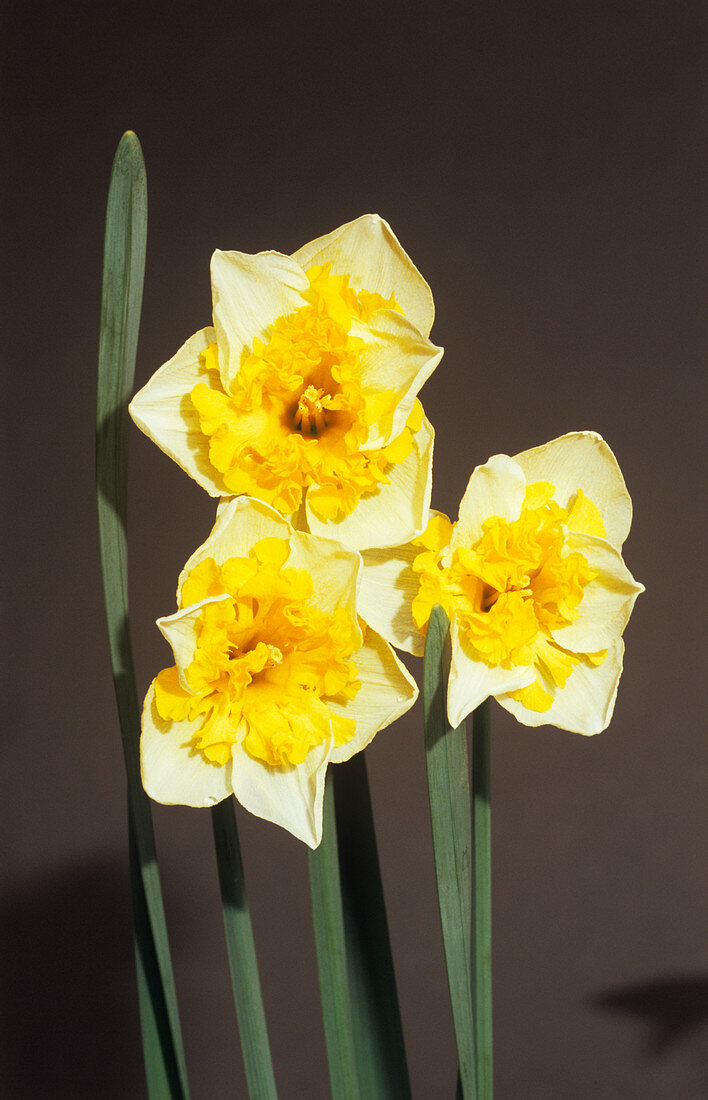 Daffodil 'Valdrome' flowers