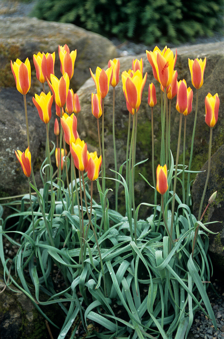 Lady tulip flowers