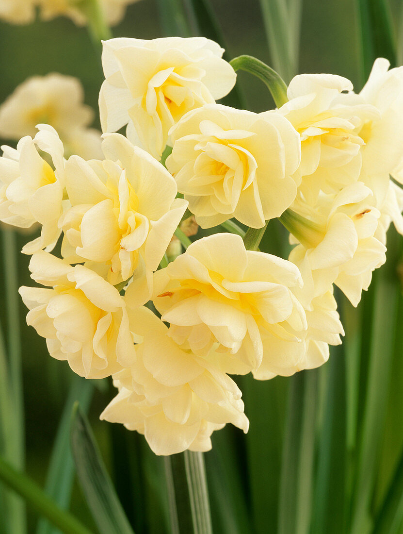 Daffodil 'Erlicheer' flowers