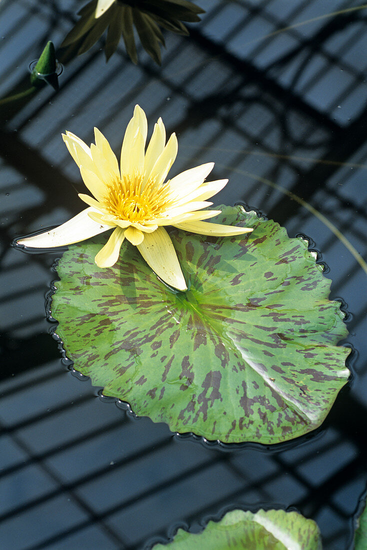 Water lily 'Eldorado' flower