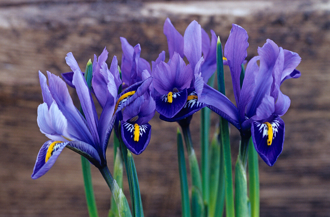 Iris 'Joyce' flowers