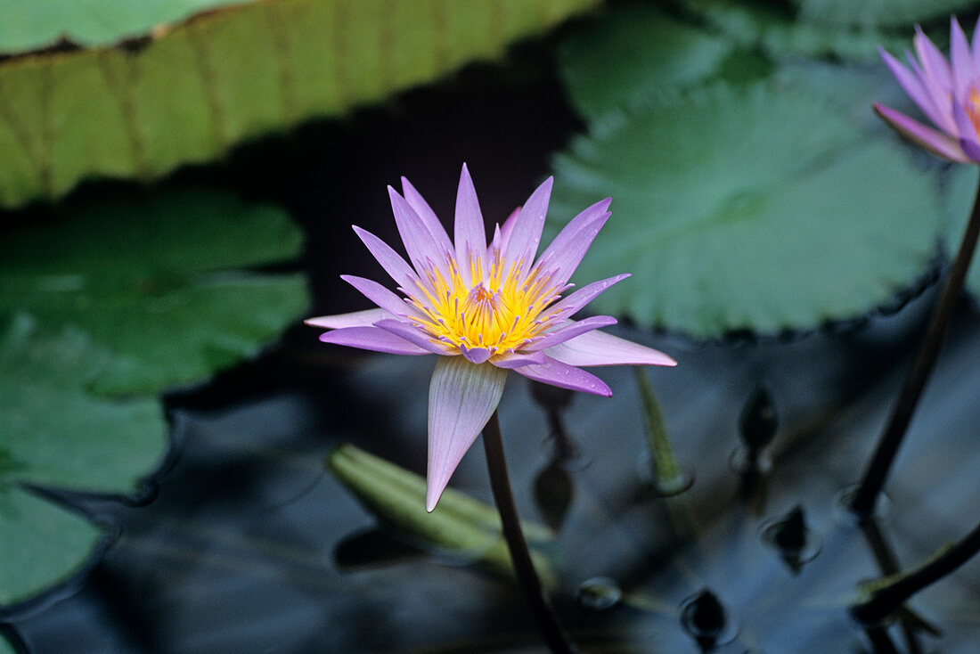 Water lily 'Blue Beauty' flower