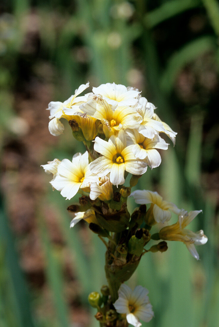 Sisyrinchium striatum flowers