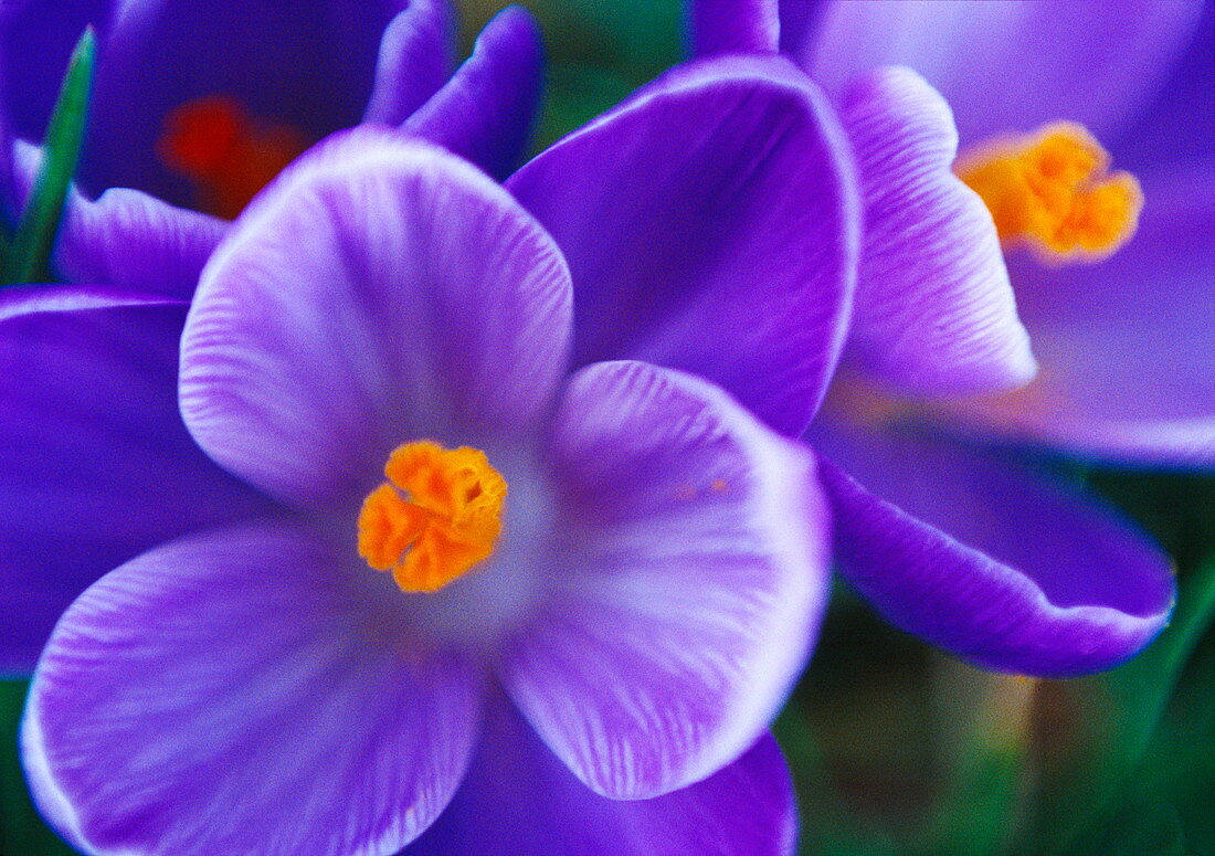 Crocus vernus 'Remembrance' flowers