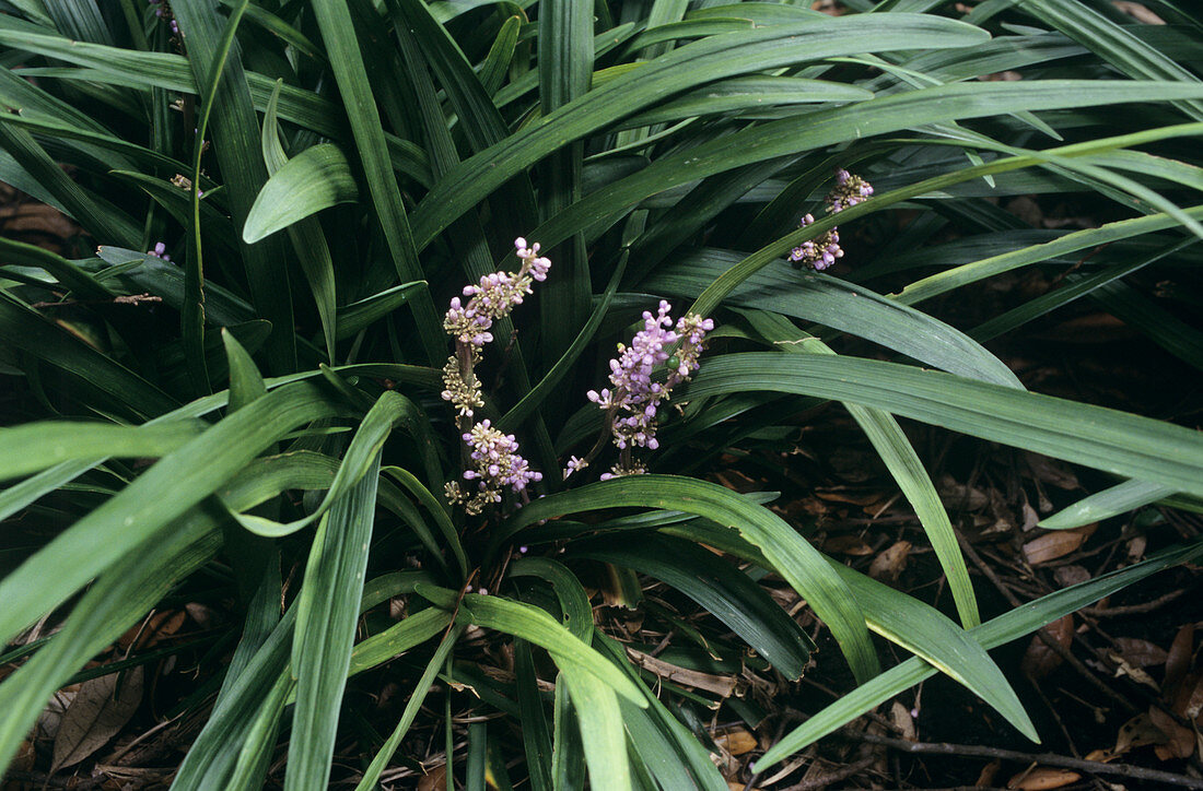 Border grass flowers (Liriope muscari)