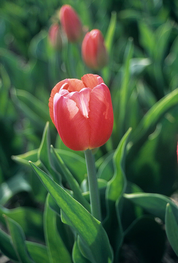 Tulip 'Kung Fu'