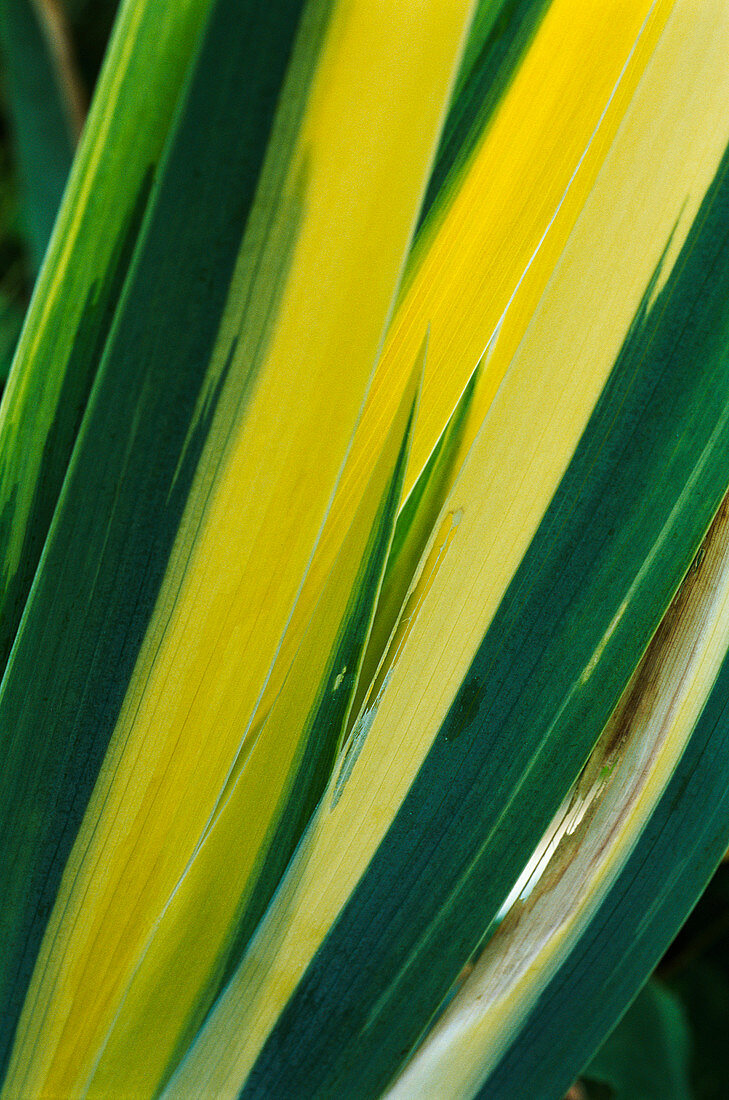 Variegated sweet iris (Iris 'Variegata')
