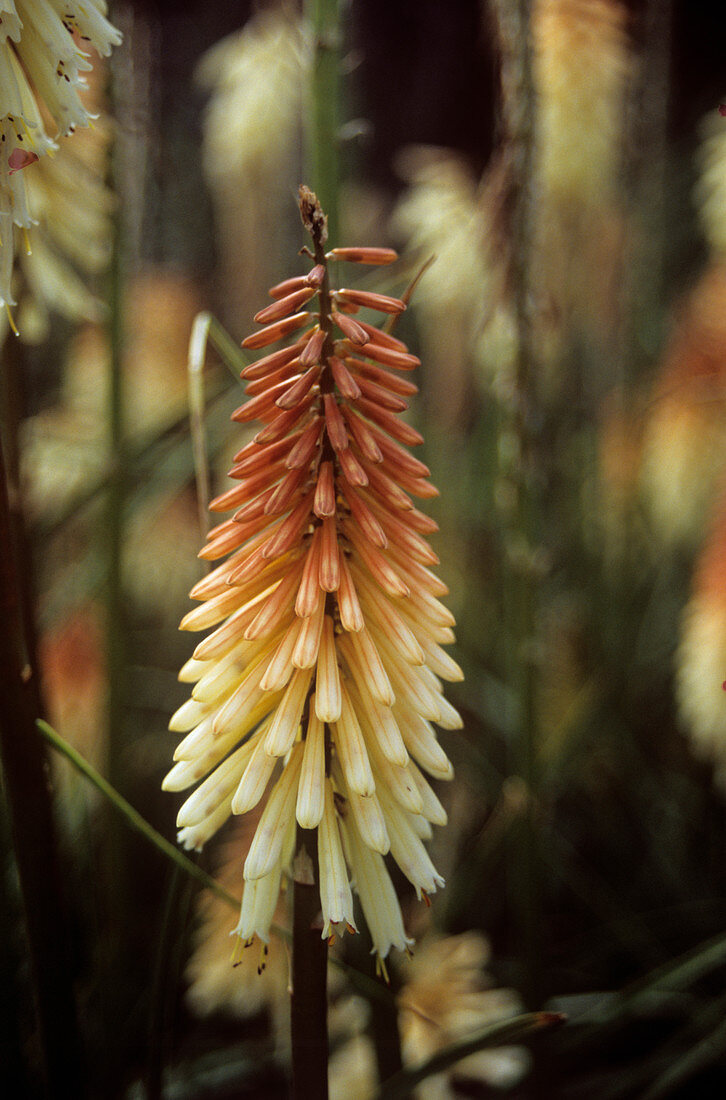 Red hot poker (Kniphofia 'Toffee Nosed')