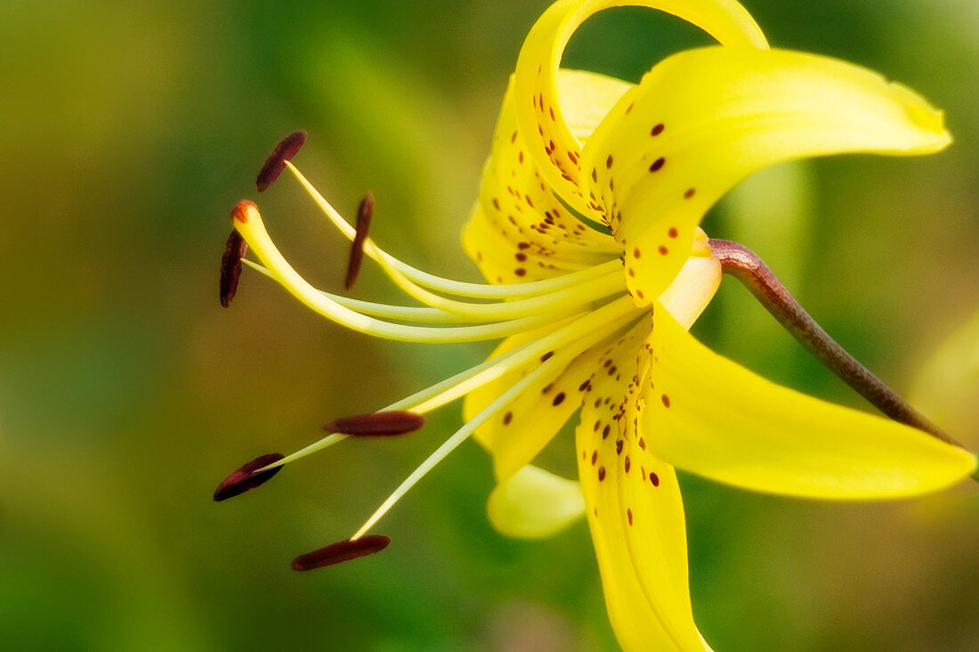 Tiger lily (Lilium sp.)