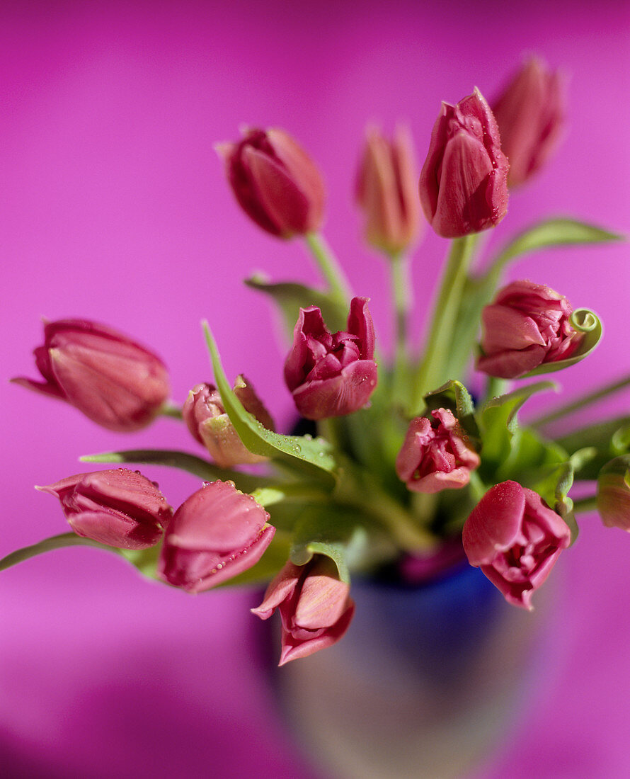 Tulip flowers (Tulipa sp.)