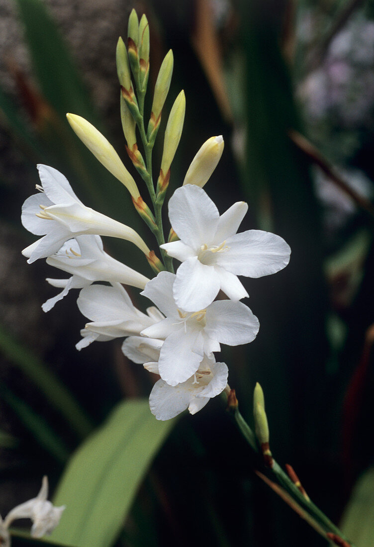 Cape bugle-lily 'Arderne's White'